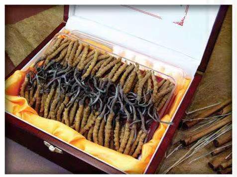 信丰冬虫夏草回收